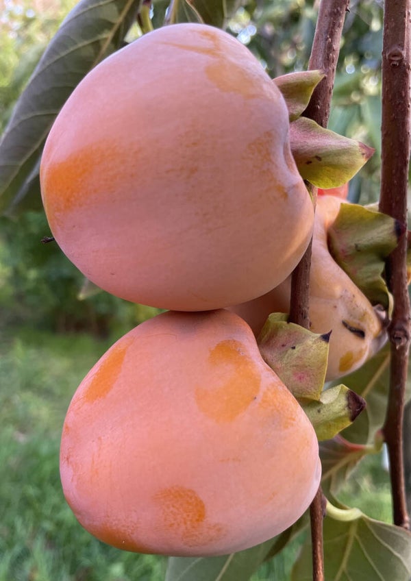 Asian Persimmon Kaki Maxim Bareroot