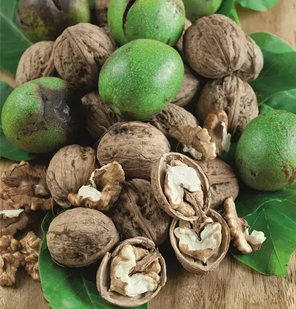Walnut Juglans Regia Mars Bareroot