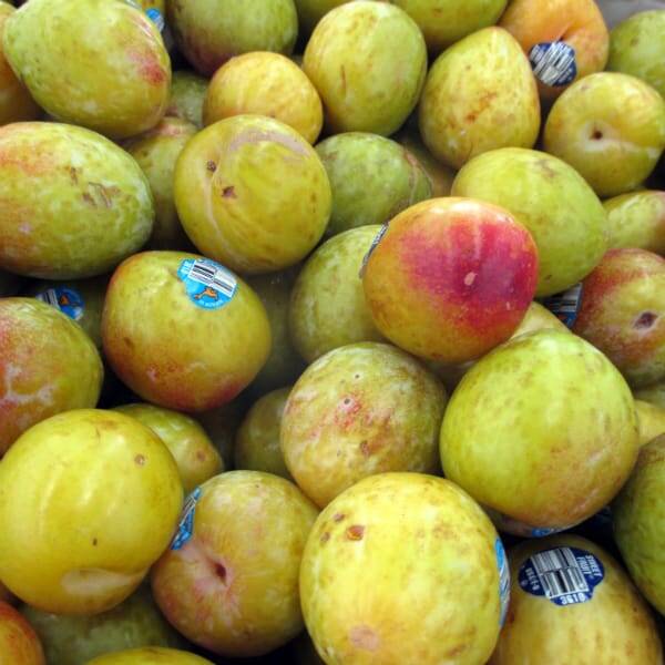 Flavor Grenade Pluot Bareroot