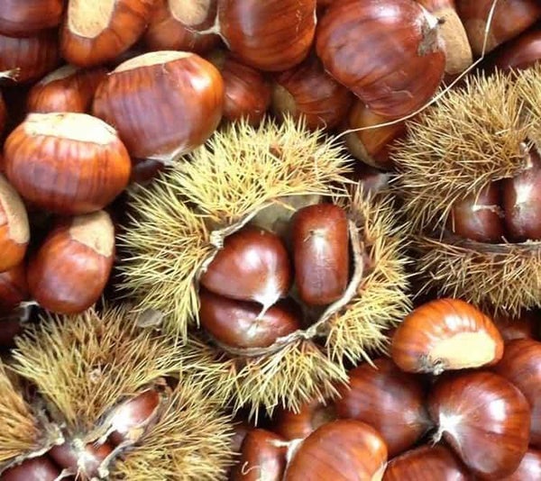 Ecker 1 Chestnut Bareroot
