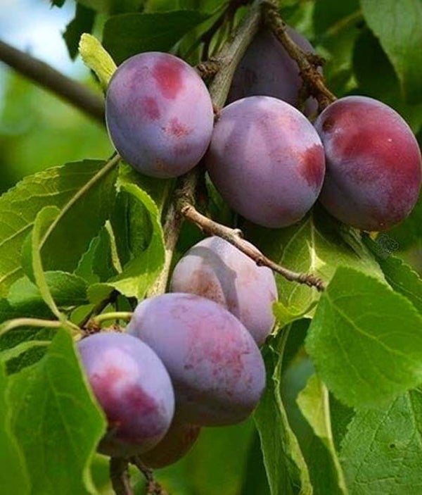 Oneida Plum New Bareroot