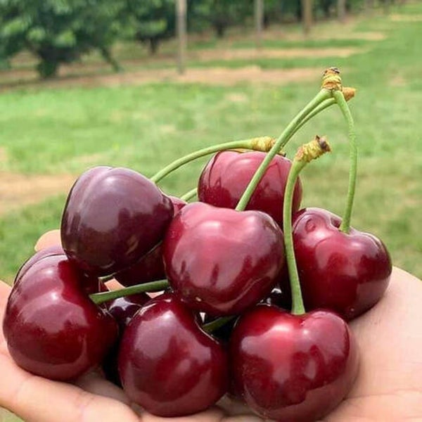 Buffalo Heart Cherry