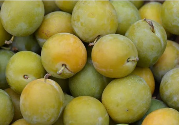Reine Claude Doree Plum Bareroot