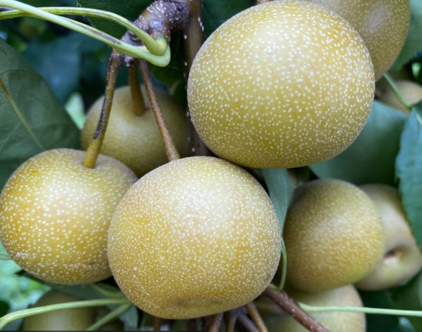 Asian Pear Shin Su Bareroot