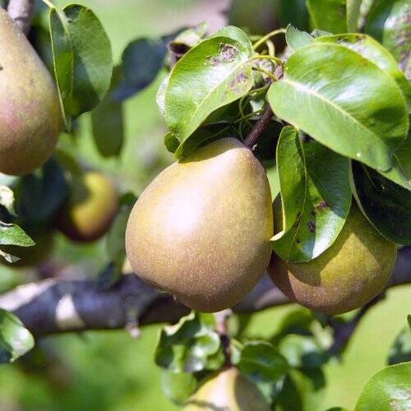 Buere Hardy Pear Bareroot