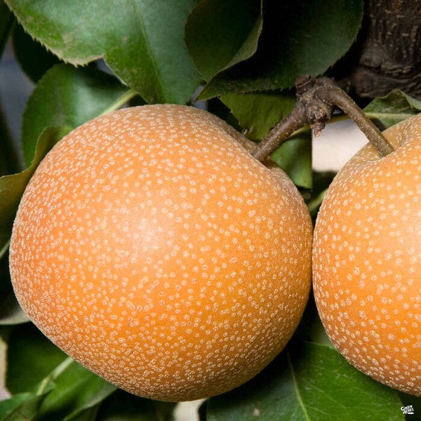 Housi Asian Pear Bareroot