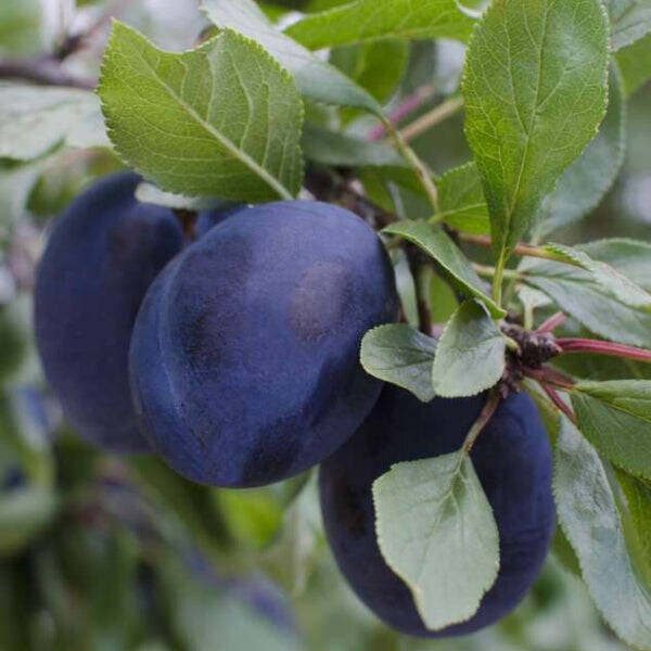 Damson Hauszwetsche Bareroot