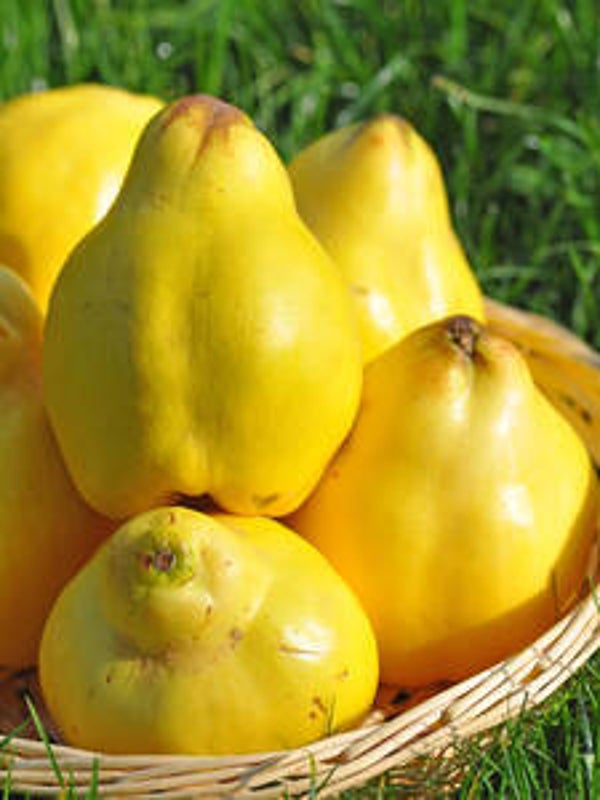 Limon Ayvasi Quince RARE Bareroot
