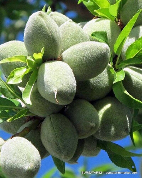 Ferraduel Almond Bareroot