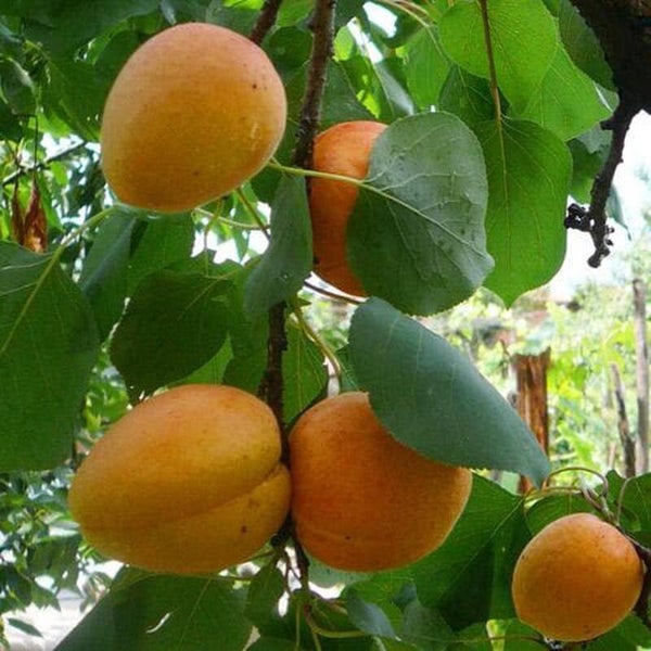 Bredase Apricot Bareroot