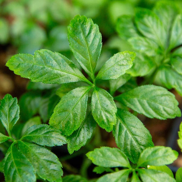 Jiagolan tea of Immortality potted