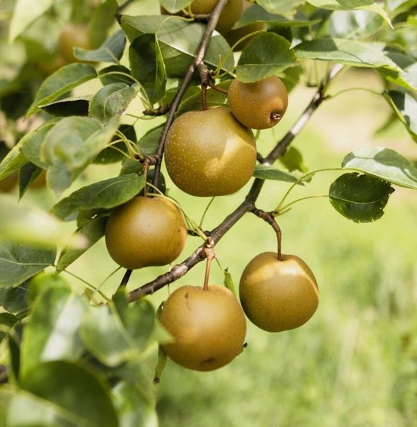 Kumoi Asian Pear New Bareroot
