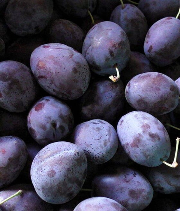 Hungarian Dabrowice New Plum Bareroot