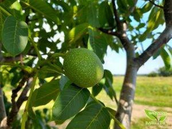 Fernette Walnut Bareroot