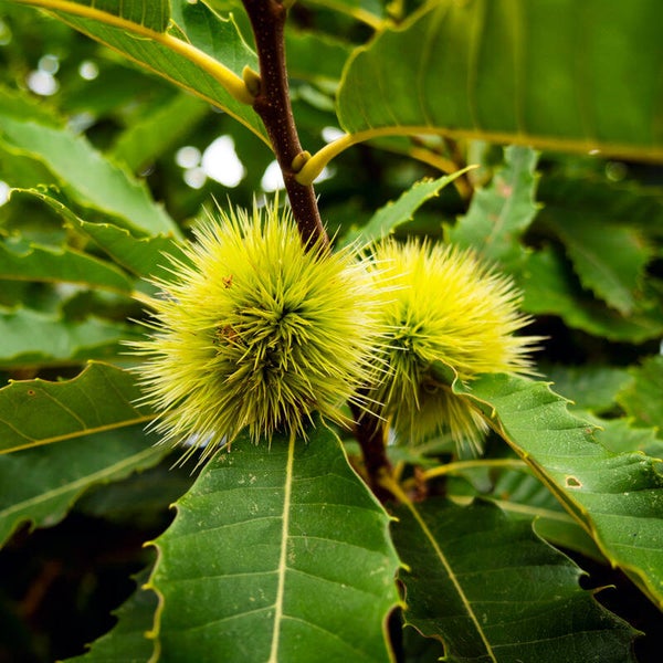 Maraval Sweetchestnut Bareroot