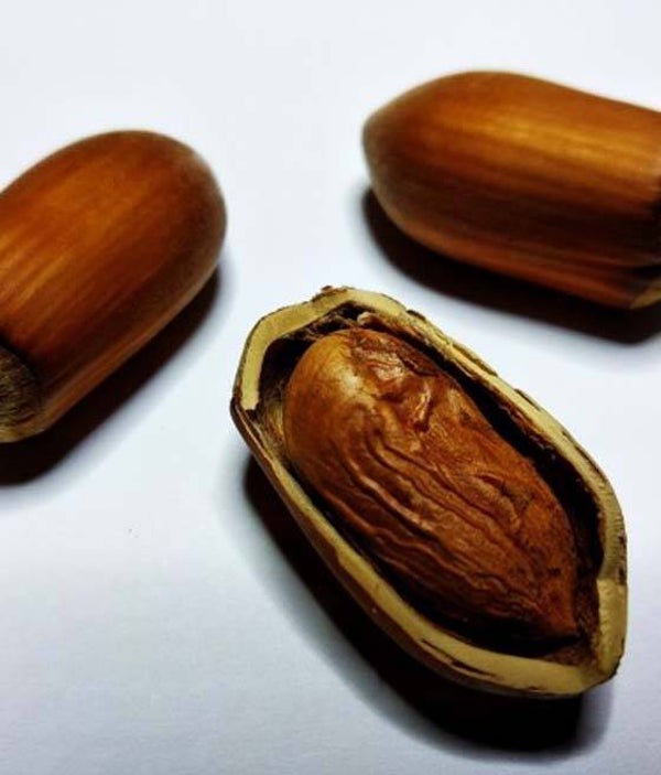Early Long Hazelnut Bareroot