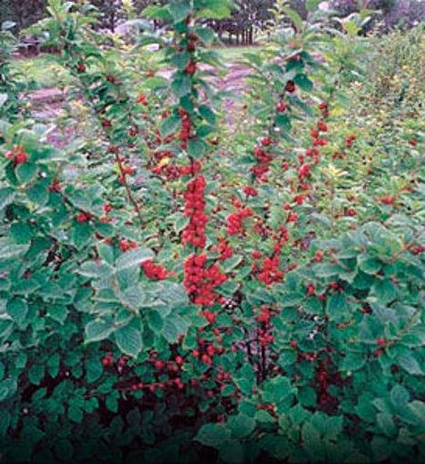 Nanking Cherry Prunus Tomentosa Bareroot