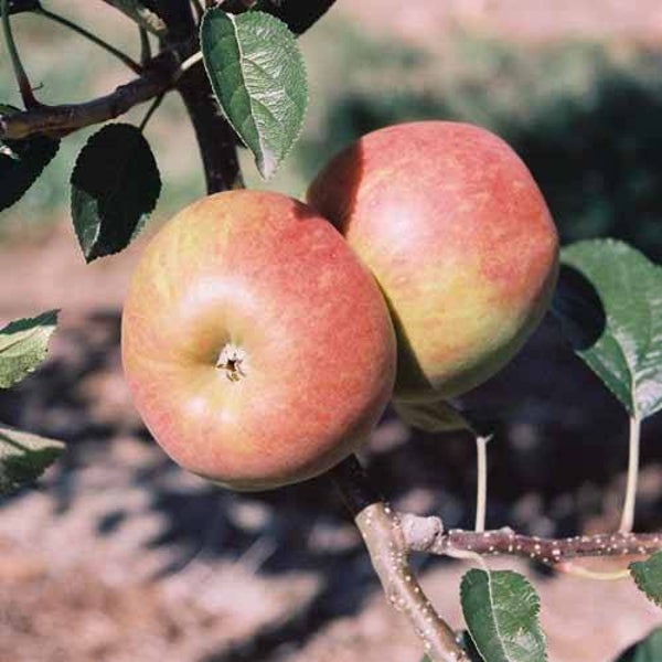 Winter Gem Apple Bareroot