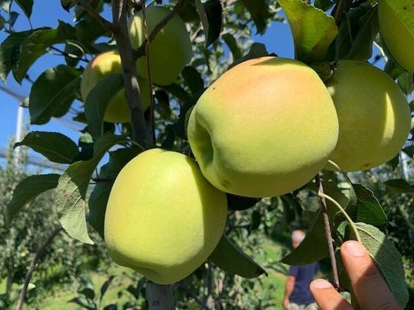 Golden Orange apple Bareroot