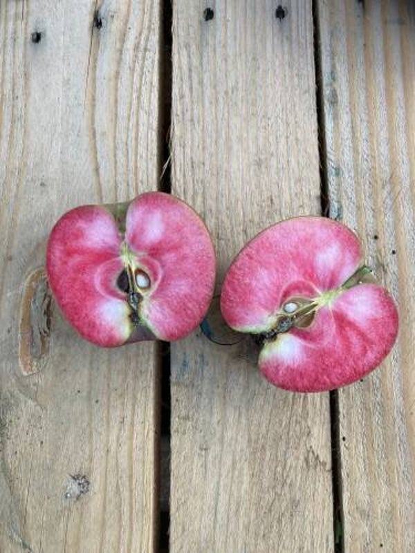 Websters Pink Meat Bareroot New