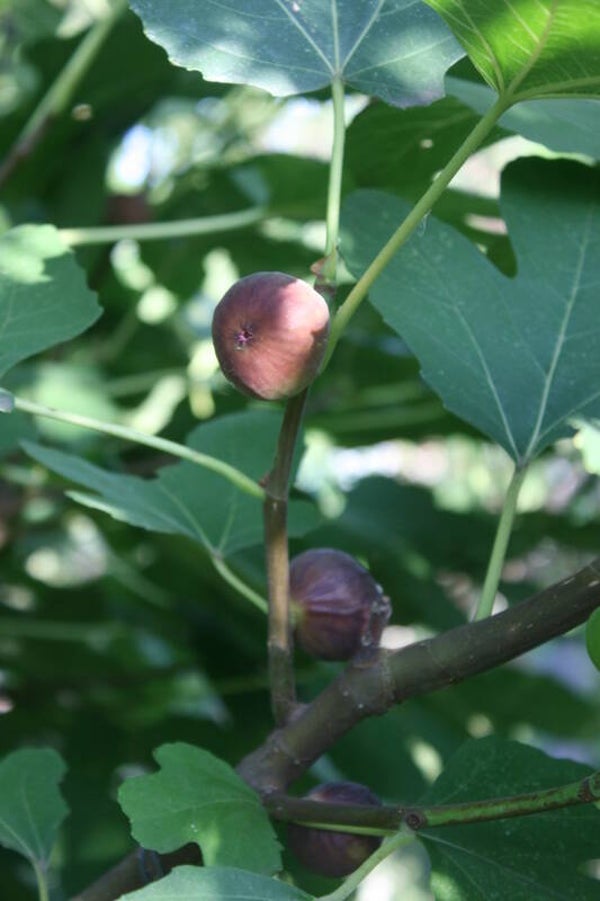 Michurinska-10 Fig