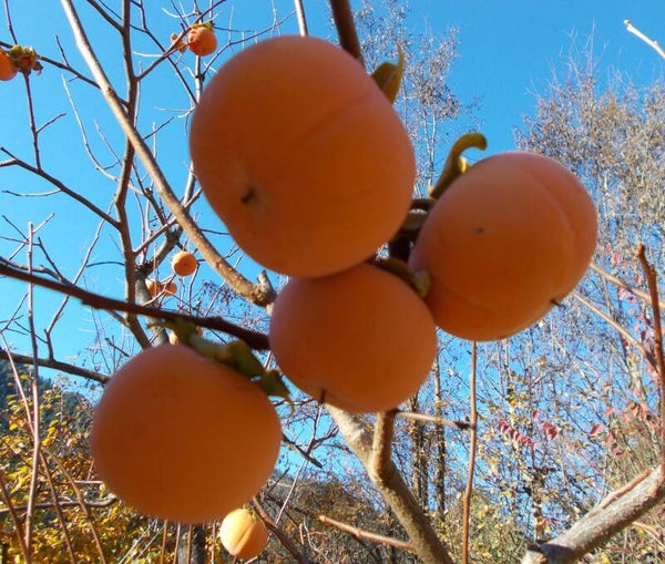 Persimmon Scion wood(For Grafting)