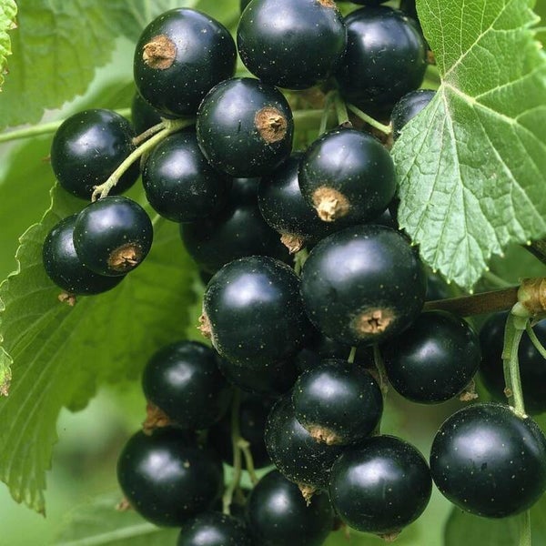 Titania Black Currant 2yr Bareroot