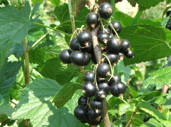 Ben Nevis Black Currant 2yr Bareroot