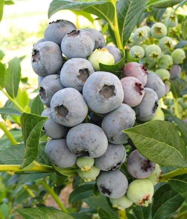 Chandler Blueberry