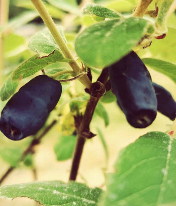 Jolanta Honeyberry 0.5ltr pot