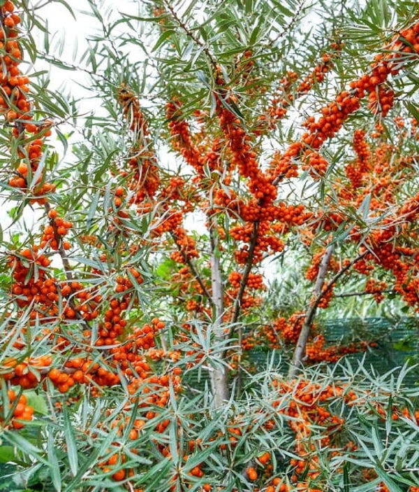 Friesdorfer Seabuckthorn Self Fertile P9 Pot