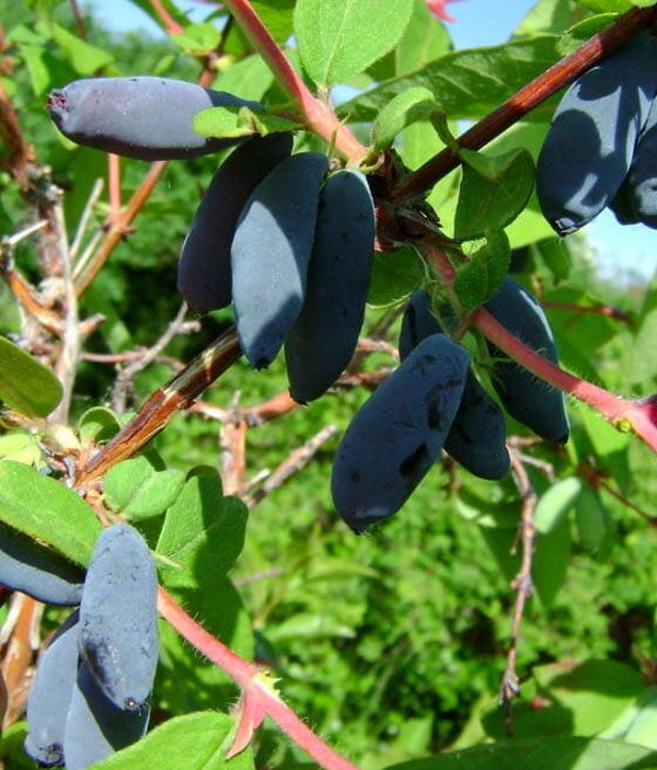 Iga Honeyberry