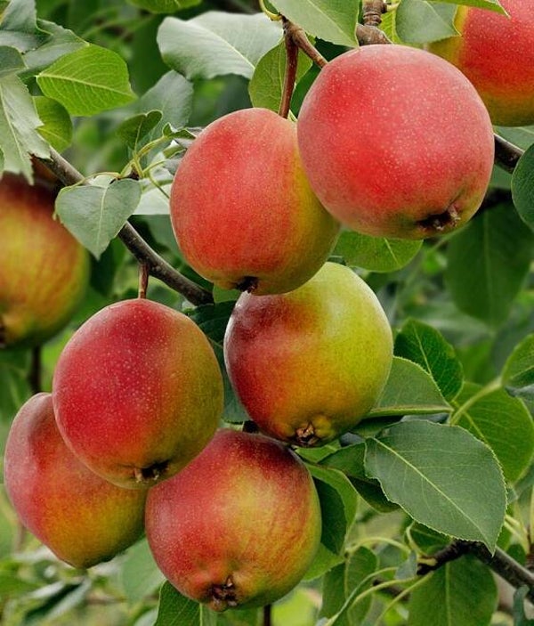 Krasula Pear NEW