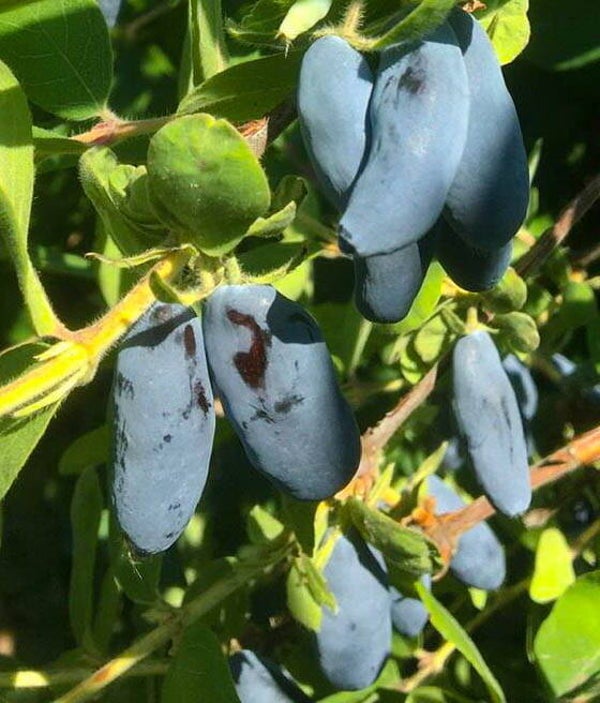 Tola Honeyberry NEW
