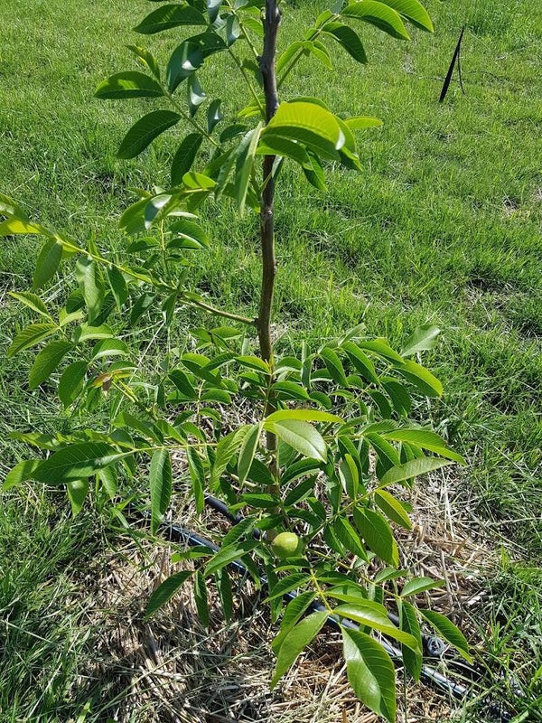 Walnut Tulare Bareroot NEW