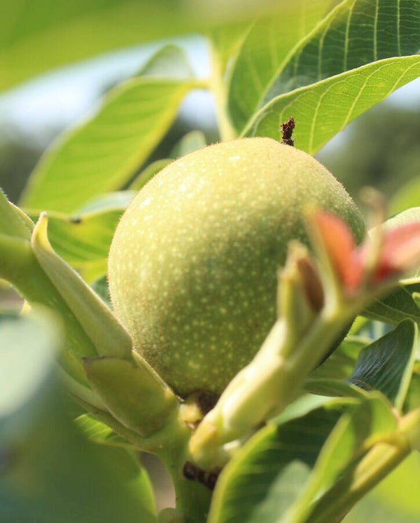 Walnut Chandler Bareroot