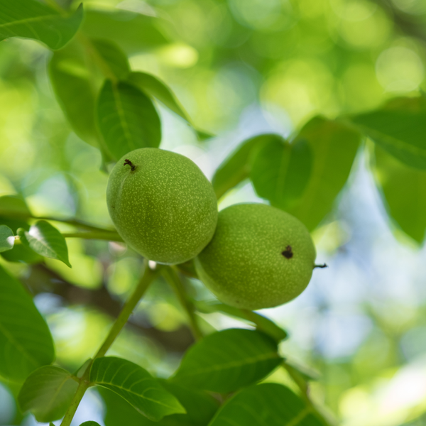 Walnut Ronde de Montignac Bareroot