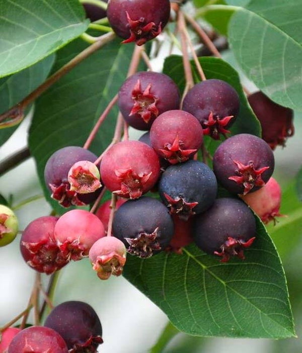 Amelanchier alnifolia Martin small plant in small 9m pot
