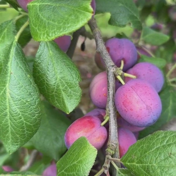 Jubilee Plum