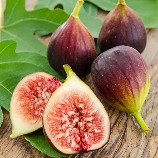 Brown Turkey Fig.