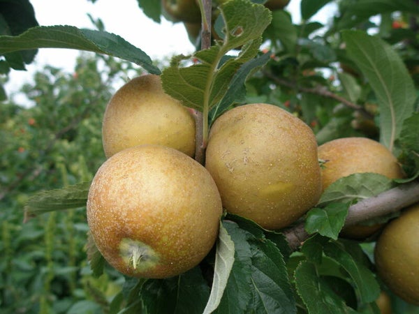 Ashmeads Kernel Apple(UK heritage apple)