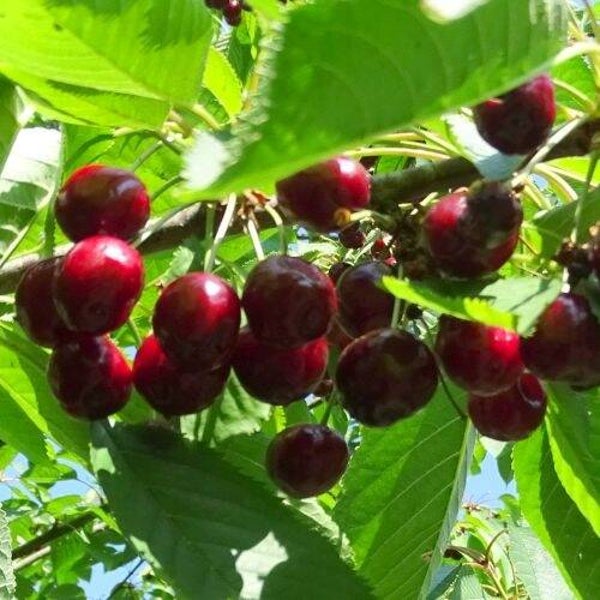 Hedelfinger Cherry