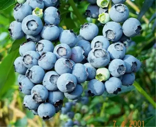Blueberry Spartan is an early-ripening variety. Recommended even for beginners. Originally developed in 1956.