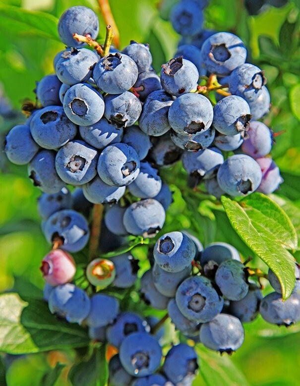 Blueberry Duke are one of the most delicious early varieties.