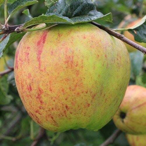 April Queen (Irish Heritage Apple Tree)