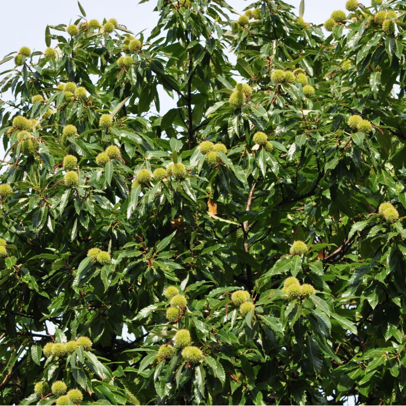 Bouche de Bétizac Sweet Chestnut Tree - Early Harvest & Blight Resistant!