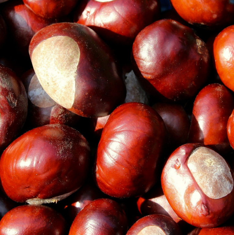 Marasol Sweet Chestnut Tree: Early Harvests & Abundant Nuts.