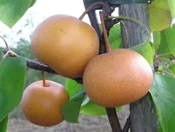 Chojuro Asian Pear Bareroot