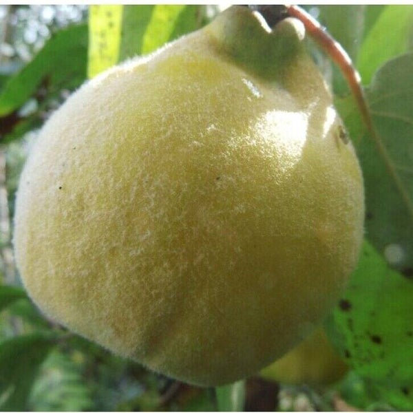 Miagkoplodnaja Quince NEW