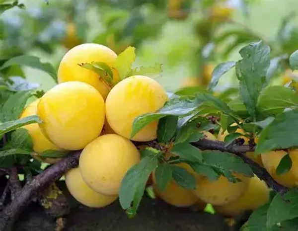 Coe's Golden Drop Plum Bareroot6